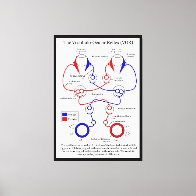 Vestibulo Ocular Reflex VOR Eye Movement Stabilise Canvas Print (Front)