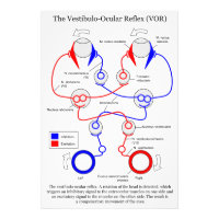 Vestibulo Ocular Reflex VOR Eye Movement Stabilise