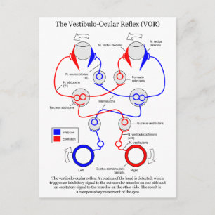 Vestibulo Ocular Reflex VOR Eye Movement Stabilise Postcard