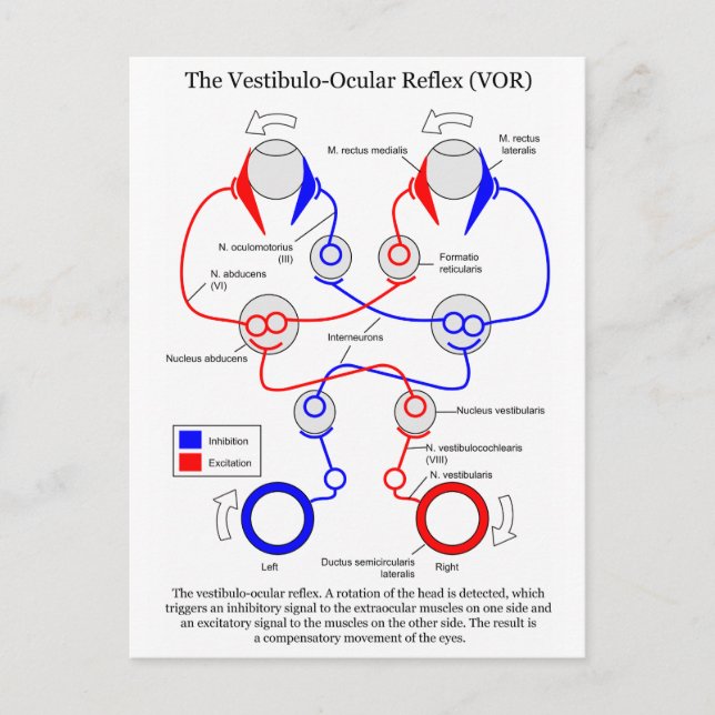 Vestibulo Ocular Reflex VOR Eye Movement Stabilise Postcard (Front)