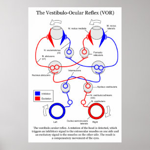 Vestibulo Ocular Reflex VOR Eye Movement Stabilise Poster