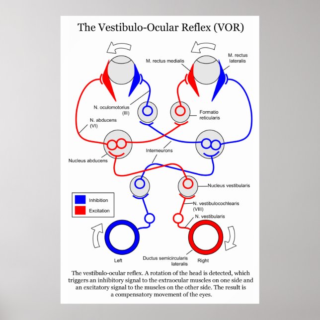 Vestibulo Ocular Reflex VOR Eye Movement Stabilise Poster (Front)