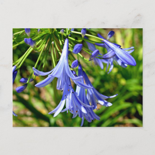 Vibrant African Lily flowers Postcard (Front)