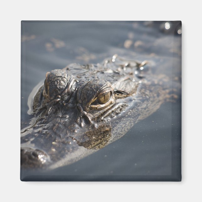Vibrant American Alligator Lurking In Water Magnet (Front)