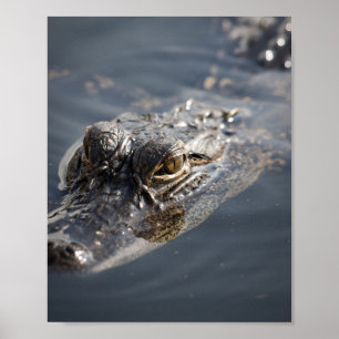 Vibrant American Alligator Lurking In Water Poster