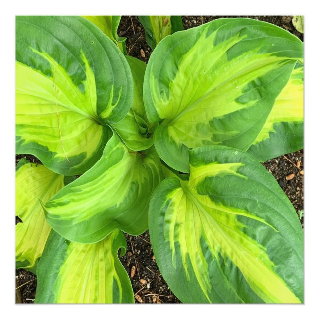Vibrant and Lush Hosta Leaves Closeup Photo Print (Front)