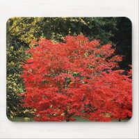 Vibrant Autumn Red Japanese Maple Tree Photography