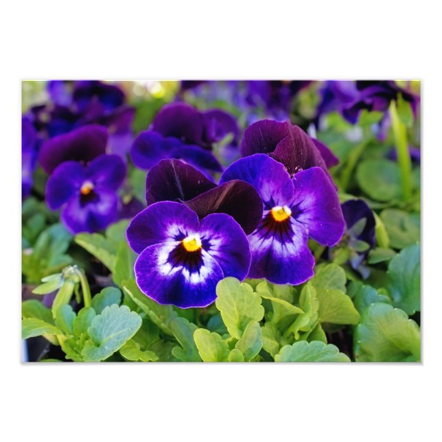 Vibrant Beautiful Purple Poppy Flowers Photograph (Front)