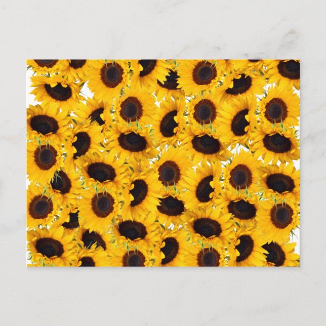 Vibrant Beautiful Sunflowers Nature Floral Pattern Postcard (Front)