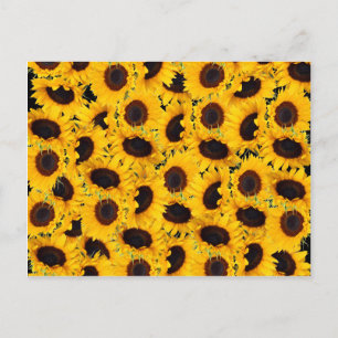 Vibrant Beautiful Sunflowers Nature Floral Prints Postcard