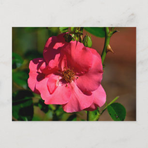 Vibrant Begonia Flower Postcard
