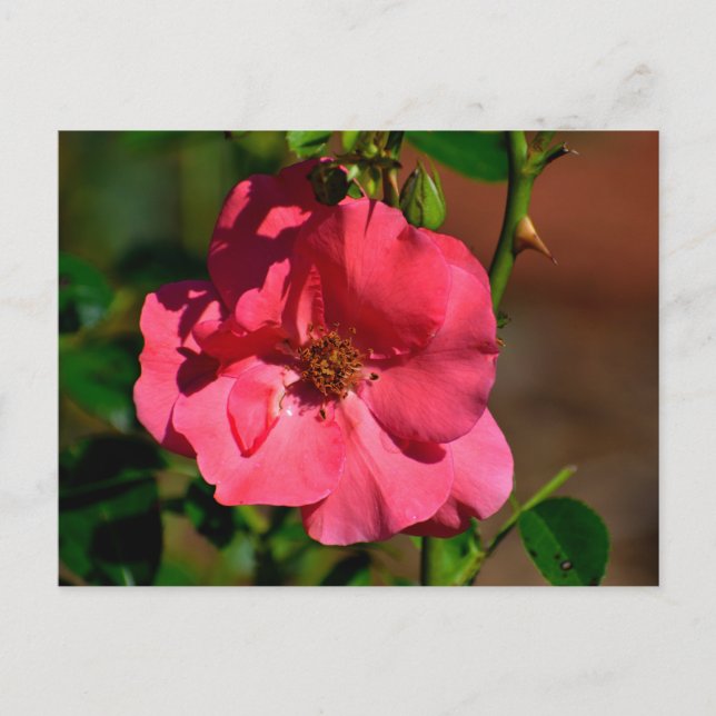 Vibrant Begonia Flower Postcard (Front)
