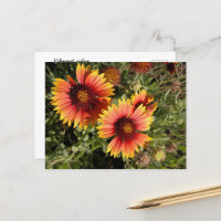 Vibrant blanket flowers