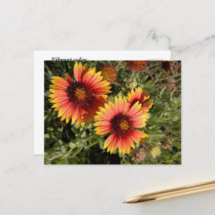 Vibrant blanket flowers  postcard