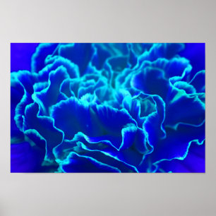 Vibrant Blue and Teal Carnation Flower Poster