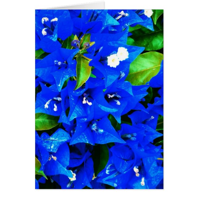 Vibrant Blue Bougainvillea Flowers (Front)