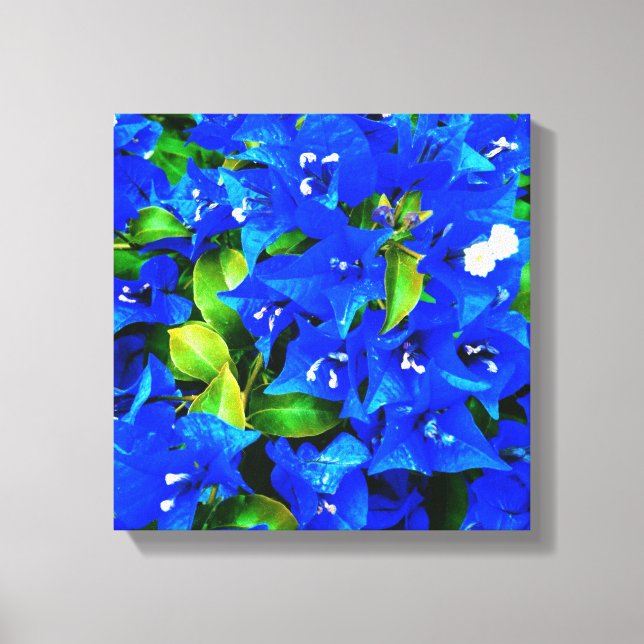 Vibrant Blue Bougainvillea Flowers Canvas Print (Front)