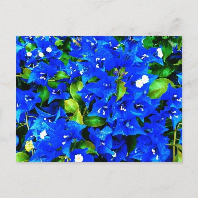 Vibrant Blue Bougainvillea Flowers Postcard (Front)