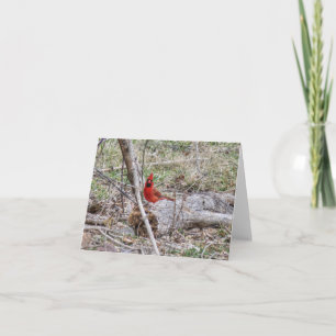 Vibrant Cardinal Card