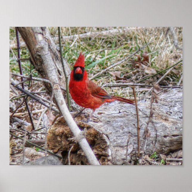 Vibrant Cardinal Poster (Front)