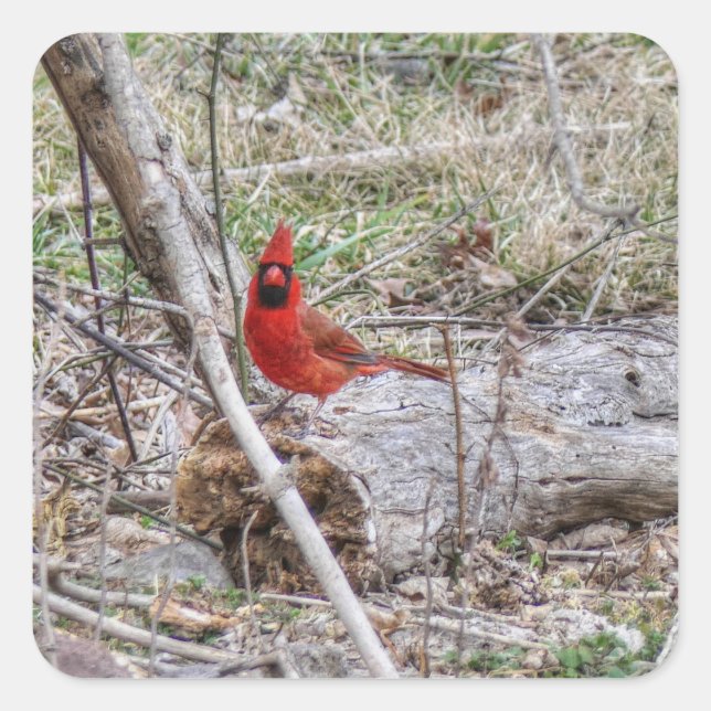 Vibrant Cardinal Square Sticker (Front)