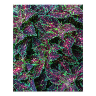 Vibrant Coleus Leaves Pattern. Photo Print