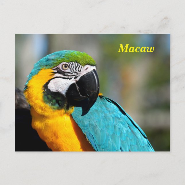 Vibrant Colour Macaw Postcard (Front)