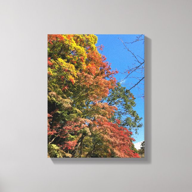 Vibrant Coloured Maples Canvas Print (Front)