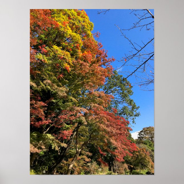 Vibrant Coloured Maples Poster (Front)