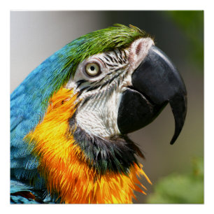 Vibrant Colourful Macaw Poster