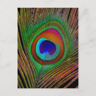 Vibrant Copper Peacock Feather Postcard