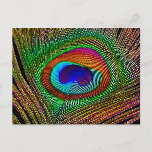 Vibrant Copper Peacock Feather Postcard (Front)