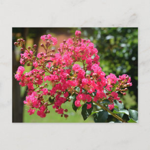 Vibrant crepe myrtle bush flower postcard