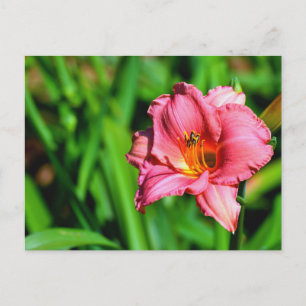 Vibrant day lily flower postcard