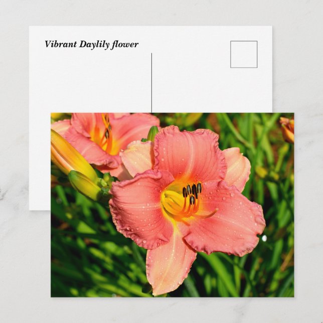 Vibrant daylily flowers postcard (Front/Back)