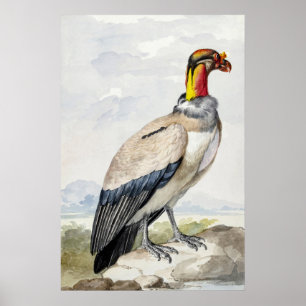 Vibrant Exotic King Vulture Wall Decor