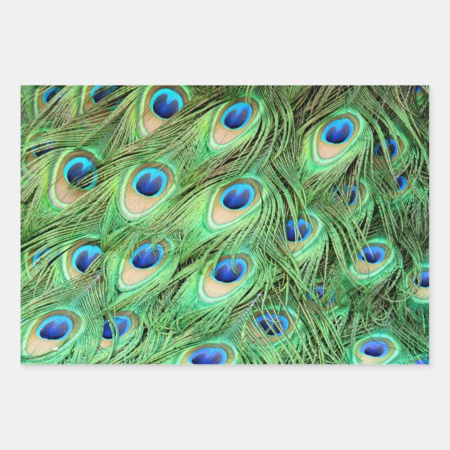 Vibrant Exotic Peacock Feathers Wrapping Paper Sheet (Front)
