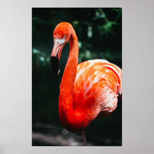 VIBRANT FLAMINGO - PHOTOGRAPH POSTER (Front)