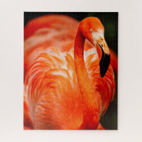 Vibrant Flamingo Wildlife Bird