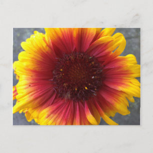 Vibrant Flower Postcard