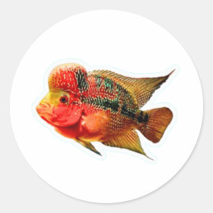Vibrant Flowerhorn Cichlid Sticker, Exotic Louhan Classic Round Sticker