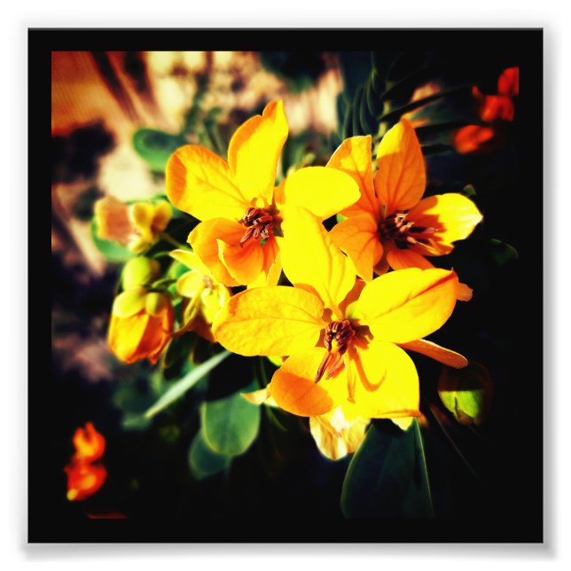 Vibrant Flowers      Photo Print (Front)