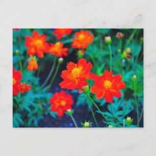 Vibrant flowers post card