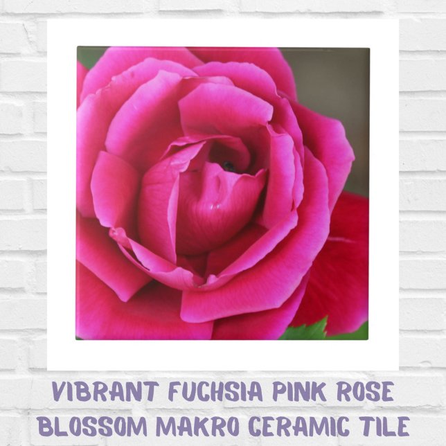 Vibrant Fuchsia Pink Rose Blossom Makro Tile (Creator Uploaded)