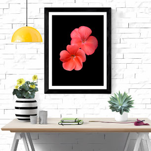 Vibrant Geranium Flowers Photo Print