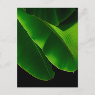 Vibrant Green Banana Leaf Tropical Closeup Postcard