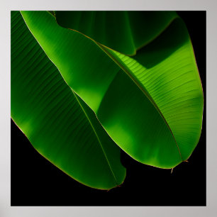 Vibrant Green Banana Leaf Tropical Closeup Poster