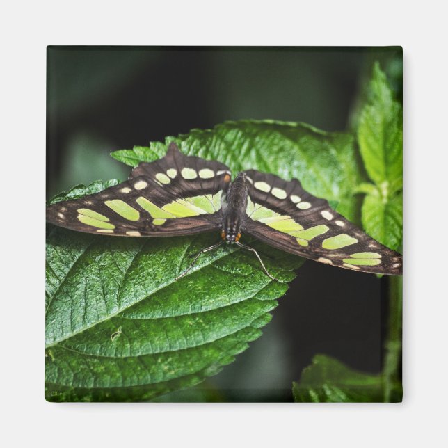 Vibrant Green Magnet (Front)