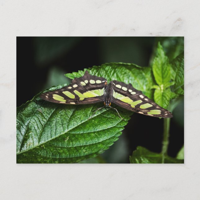 Vibrant Green Postcard (Front)