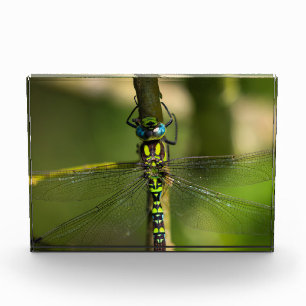 Vibrant Hawker Dragonfly Close Up - Wildlife Photo Block